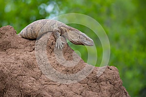 WILDLIFE: ROCK MONITOR POSES ON ANT HEAP