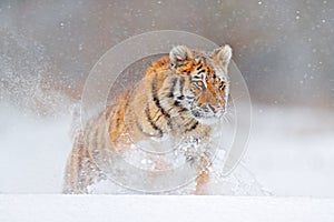 Wildlife Russia. Tiger, cold winter in taiga, Russia. Snow flakes with wild Amur cat.  Tiger snow run in wild winter nature.