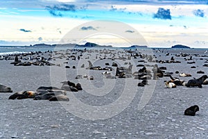 Wildlife at it`s best with lots of animals. Antarctic fur seals and penguins in Gold Harbour, South Georgia.