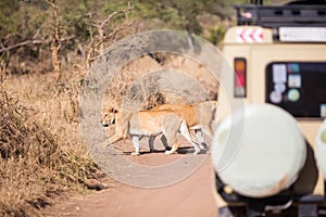 Wildlife safari tourists on game drive