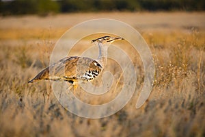 The wildlife of Savuti Marsh