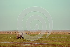 Wildlife scene in Amboseli National Park, with elephants, heron birds and zebras - Kenya, Africa - negative space composition