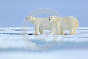 Wildlife scene from Arctic nature with two big polar bear. Couple of polar bears tearing hunted bloody seal skeleton in Svalbard. photo