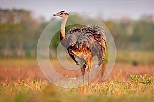 Wildlife scene from Brazil. Bird with long neck. Greater Rhea, Rhea americana, big bird with fluffy feathers, animal in nature hab