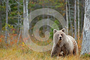 Wildlife scene from Finland near Russia bolder. Autumn forest with bear. Beautiful brown bear walking around lake with autumn colo