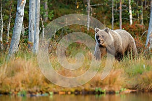 Wildlife scene from Finland near Russia bolder. Autumn forest with bear. Beautiful brown bear walking around lake with autumn colo