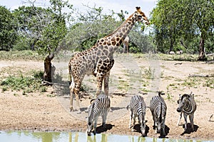 Giraffe and Zebra at watering hole photo
