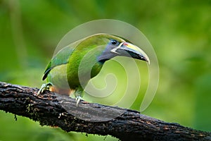 Wildlife scene from nature. Exotic bird, tropic forest. Small toucan. Blue-throated Toucanet, Aulacorhynchus prasinus, green touca