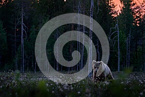 Wildlife scene from nature, Finland, Europe. Night in taiga, Bear with lake fog, sunset. Autumn trees with bear. Beautiful brown