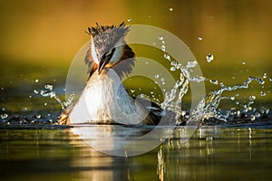 Great Crested Grebe