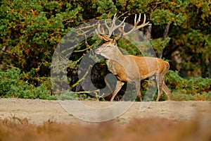 Wildlife scene, nature. Heath Moorland, autumn animal behaviour. Red deer, rutting season, Hoge Veluwe, Netherlands. Deer stag, b