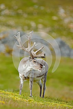 Wildlife scene from nature. Wild Reindeer, Rangifer tarandus, with massive antlers in the green grass, Svalbard, Norway. Svalbard