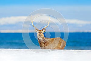 Wildlife scene from snowy nature. Hokkaido sika deer, Cervus nippon yesoensis, in the coast with dark blue sea, winter mountains