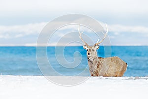 Wildlife scene from snowy nature. Hokkaido sika deer, Cervus nippon yesoensis, in the coast with dark blue sea, winter mountains