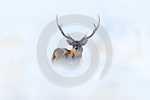 Wildlife scene from snowy nature. Hokkaido sika deer, Cervus nippon yesoensis, in the coast with dark blue sea, winter mountains