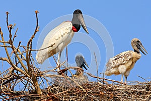 Wildlife scene from South America. Animal behaviour in nature. Nesting season in South America. Bird family in nest. Parents with