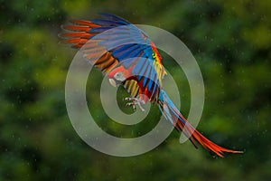 Wildlife scene from tropic nature. Red bird in the forest. Parrot flight. Red parrot in rain. Macaw parrot fly in dark green veget