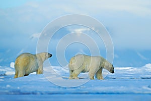 Wildlife scene with two polar bears from the Arctic. Polar bear couple cuddling on drift ice in Arctic Svalbard. Bear with snow an