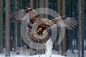 Wildlife scene from wild nature. Flying birds of prey golden eagle with large wingspan, photo with snow flake during winter, dark photo