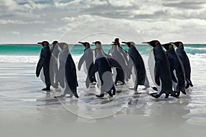Wildlife scene from wild nature. Group of King penguins, Aptenodytes patagonicus, going from white sand to sea, artic animals in t