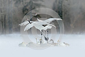 Wildlife scene from winter Asia. Two bird in flight.Two cranes in fly with swans. Flying white birds Red-crowned crane, Grus