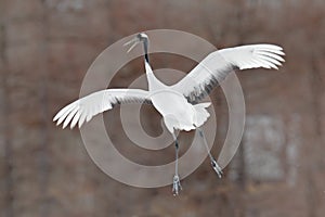 Wildlife scene from the winter Japan. Cold winter with big white flying bird. Crane in fly. Flying White bird Red-crowned crane, G