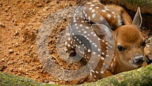 Wildlife scene. Young fallow whitetail deer, wild mammal animal in forest surrounding. Spotted, Chitals, Cheetal, Axis