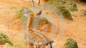 Wildlife scene. Young fallow whitetail deer, wild mammal animal in forest surrounding. Spotted, Chitals, Cheetal, Axis