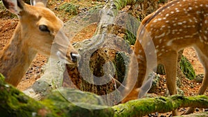 Wildlife scene. Young fallow whitetail deer, wild mammal animal in forest surrounding. Spotted, Chitals, Cheetal, Axis