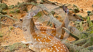 Wildlife scene. Young fallow whitetail deer, wild mammal animal in forest surrounding. Spotted, Chitals, Cheetal, Axis