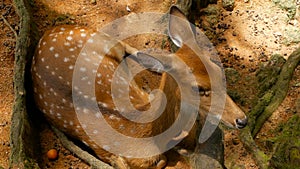 Wildlife scene. Young fallow whitetail deer, wild mammal animal in forest surrounding. Spotted, Chitals, Cheetal, Axis