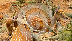 Wildlife scene. Young fallow whitetail deer, wild mammal animal in forest surrounding. Spotted, Chitals, Cheetal, Axis