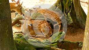 Wildlife scene. Young fallow whitetail deer, wild mammal animal in forest surrounding. Spotted, Chitals, Cheetal, Axis