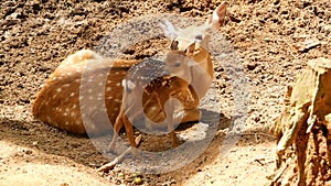 Wildlife scene. Young fallow whitetail deer, wild mammal animal in forest surrounding. Spotted, Chitals, Cheetal, Axis