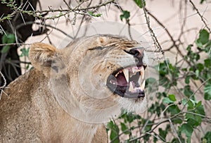 Wildlife in the Serengeti National Park in Tanzania