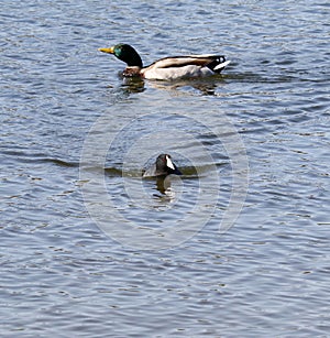 Wildlife Series - Black American Coot - Fulica Americana photo