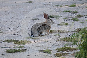 Wildlife Series - California Desert Cottontail Rabbit - Sylvilagus Audubonii