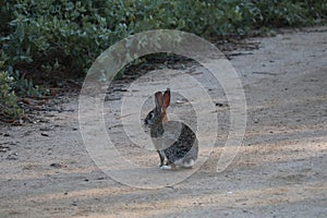 Wildlife Series - California Desert Cottontail Rabbit - Sylvilagus Audubonii