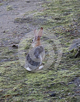 Wildlife Series - California Desert Cottontail Rabbit - Sylvilagus Audubonii