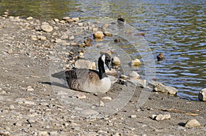 Wildlife Series - Canada Goose and Goslings - Branta Canadensis