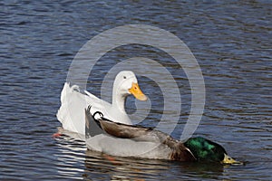 Wildlife Series - Duck - Dabbling Duck - Anas Platyrhynchos and Pekin Domestic Duck