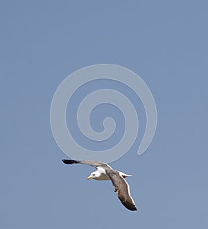 Wildlife Series - Seagull in Flight with Full Wingspan against Blue Sky