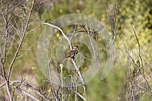 Wildlife Series - Song Sparrow - Melospiza Melodia