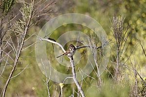 Wildlife Series - Song Sparrow - Melospiza Melodia