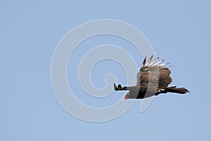 Wildlife Series - Turkey Vulture with Large Wingspan