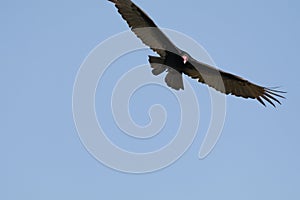 Wildlife Series - Turkey Vulture with Large Wingspan