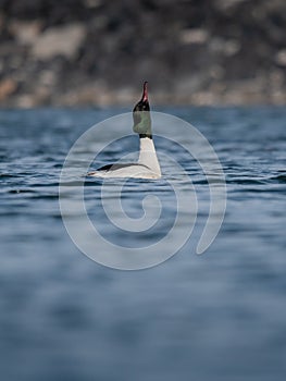 Wildlife shot of Common merganser Mergus merganser on the pond.