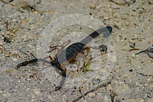 Wildlife: A Slender Brown Scorpion is seen in an ancient Mayan Site  in Guatemala