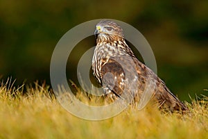 Divočina na Slovensku. Lovec v tráve. Vtáky kaňa obyčajná, buteo buteo, sediaca v tráve s rozmazaným zeleným popredím