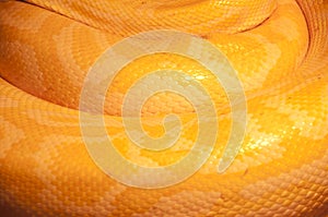 Wildlife Snake Skin Pattern